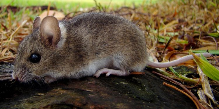 Chaco: Pobladores bajo riesgo no solo por dengue sino también por Hantavirus Chaco: Pobladores bajo riesgo no solo por dengue sino también por Hantavirus