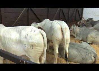 ASOCIACIÓN BRAHMAN APUESTA A PRODUCTORES EN PARAGUAY