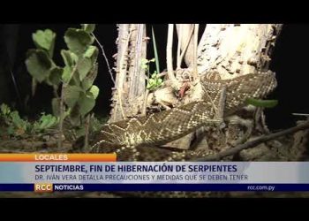 PRECAUCIÓN EN SETIEMBRE, FIN DE LA HIBERNACIÓN DE SERPIENTES