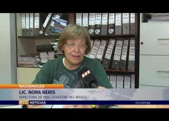 DE NO CREER MATAN A PALOS A UN PUMA EN EL CHACO