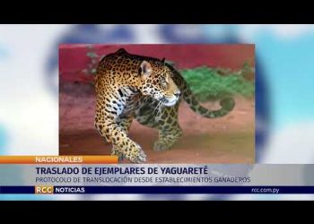 TRASLADO DE EJEMPLARES DE YAGUARETÉ O PANTHERA ONCA