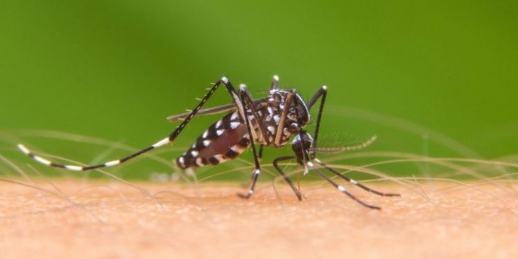 No existe razón para declarar emergencia por dengue en Paraguay, afirma la OPS