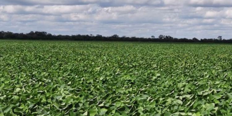 El cultivo de la soja alcanzaría en el Chaco las 48.000 hectáreas esta temporada