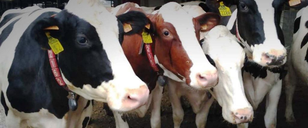 “Con más trazabilidad se pondrá orden en el uso de antibióticos en ganadería”