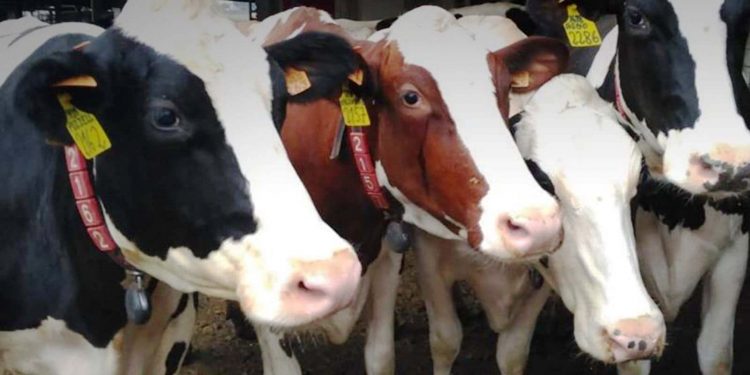 “Con más trazabilidad se pondrá orden en el uso de antibióticos en ganadería”