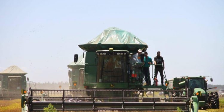 Presidente ratifica apuesta al sector productivo durante inicio de cosecha de arroz