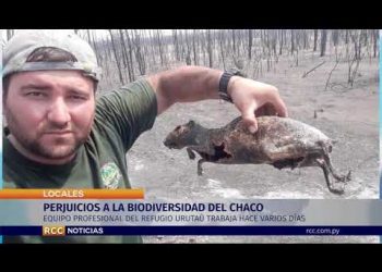 Lamentan enormes pérdidas y perjuicios a la biodiversidad del Chaco