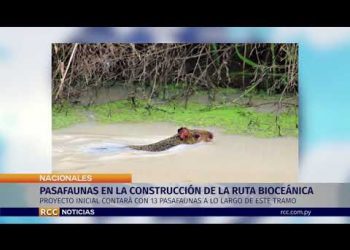 PASAFAUNAS EN LA CONSTRUCCIÓN DE LA RUTA BIOCEÁNICA