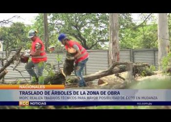 TRASLADO DE ÁRBOLES EN ZONA DE OBRA DEL CORREDOR VIAL