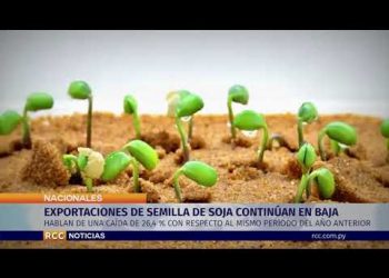 EXPORTACIONES DE SEMILLA DE SOJA CONTINÚAN EN BAJA
