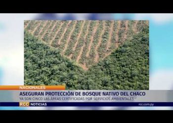 ASEGURAN PROTECCIÓN DE BOSQUE NATIVO DEL CHACO