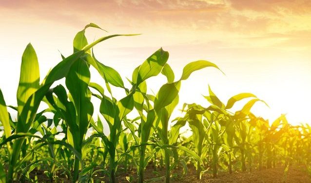 Paraguay produce alimentos para 80 millones de personas con apenas el 0,1% de la emisión mundial de CO2