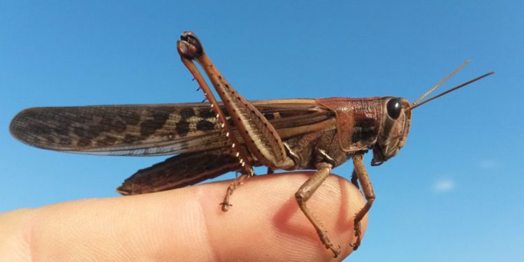 Filadelfia en emergencia distrital y alerta fitosanitaria por presencia de langostas Filadelfia en emergencia distrital y alerta fitosanitaria por presencia de langostas