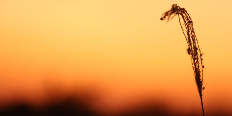 Se anuncia día cálido a caluroso con vientos del noreste