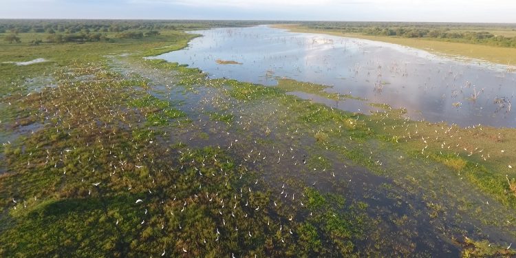 La naturaleza vuelve a renacer con las aguas del Pilcomayo en suelo paraguayo