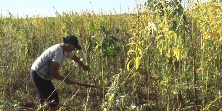 A mal tiempo buen trabajo: Comunidades indígenas realizan cosecha de sésamo