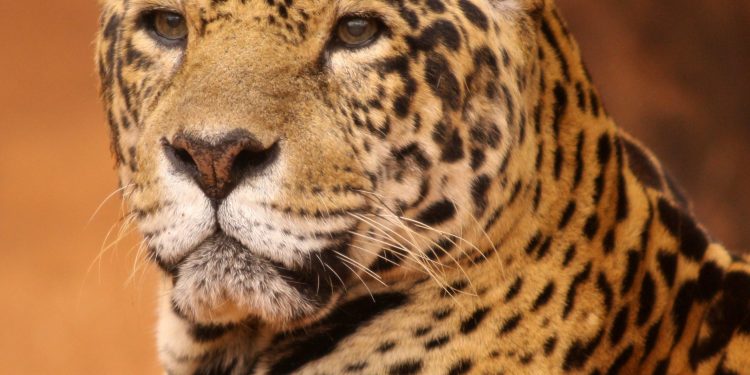 Hoy se celebra el Día Mundial de la Vida Silvestre