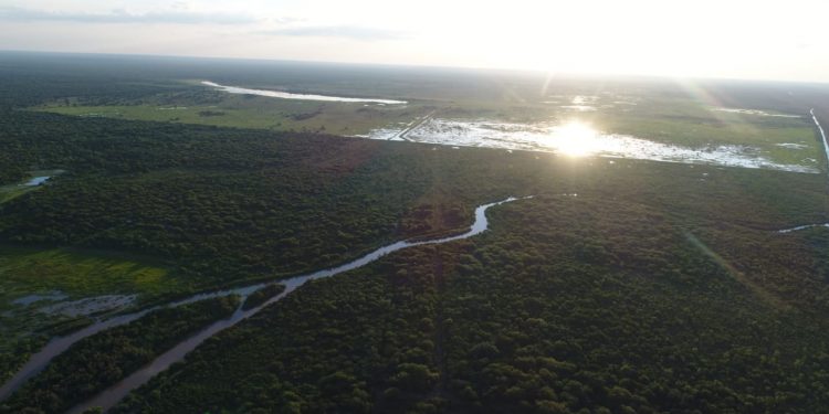 Lluvias traen alivio a productores mientras el Pilcomayo registra leve repunte