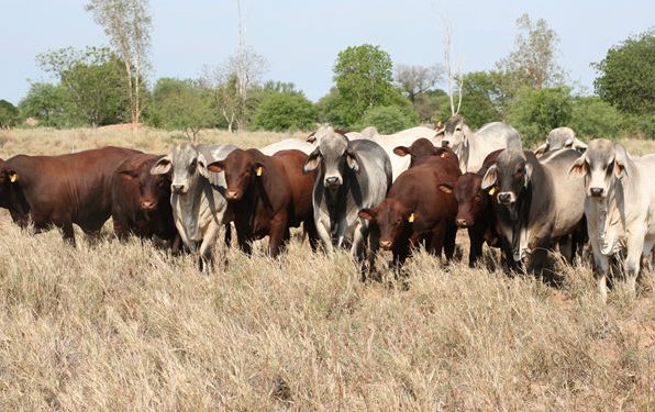 Luis Villasanti: «En el Chaco indudablemente está el futuro del Paraguay»