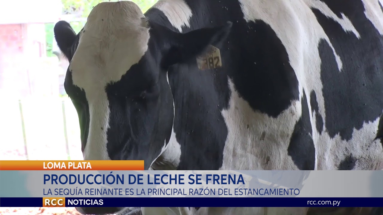 TRAS MARCAR RÉCORDS, PRODUCCIÓN LECHERA DEL CHACO SE ESTANCA