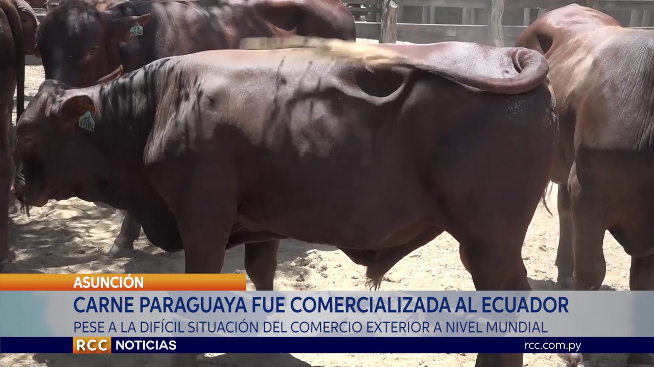 CARNE PARAGUAYA ES COMERCIALIZADA CON ÉXITO AL ECUADOR