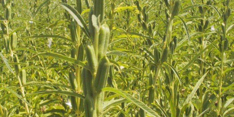 El sésamo una vez más se destaca en un año muy comprometido por sequía en el Chaco