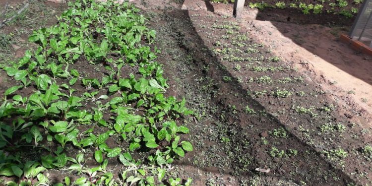 MAG constata buena germinación de semillas distribuidas mediante programa de huertas familiares