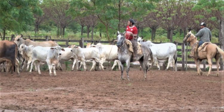 ¿Qué es una colonización de tierras y cuánto podría costar implementarlo en el Chaco? ¿Qué es una colonización de tierras y cuánto podría costar implementarlo en el Chaco?