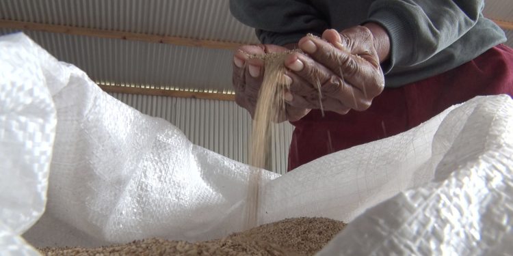 Hay buena producción de sésamo pese a cuarentena y sequía en la Comunidad Indígena Nueva Promesa Hay buena producción de sésamo pese a cuarentena y sequía en la Comunidad Indígena Nueva Promesa