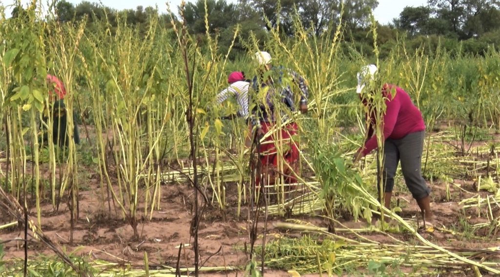 Lluvia se hizo esperar: el clima no acompañó el esfuerzo de productores indígenas Lluvia se hizo esperar: el clima no acompañó el esfuerzo de productores indígenas