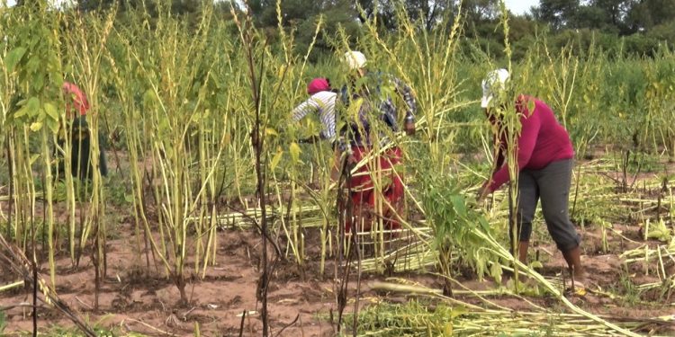 Lluvia se hizo esperar: el clima no acompañó el esfuerzo de productores indígenas Lluvia se hizo esperar: el clima no acompañó el esfuerzo de productores indígenas