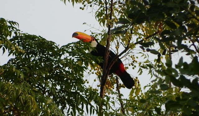 Municipio de Puerto Casado resuelve la protección de aves de especies en peligro de extinción