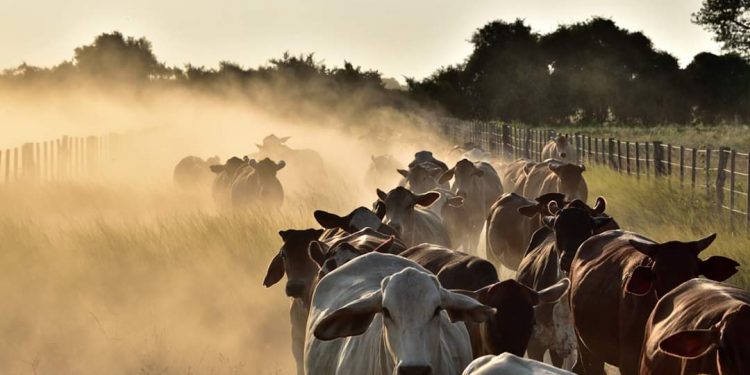 INDERT analiza aumentar precio de tierras en el Chaco INDERT analiza aumentar precio de tierras en el Chaco
