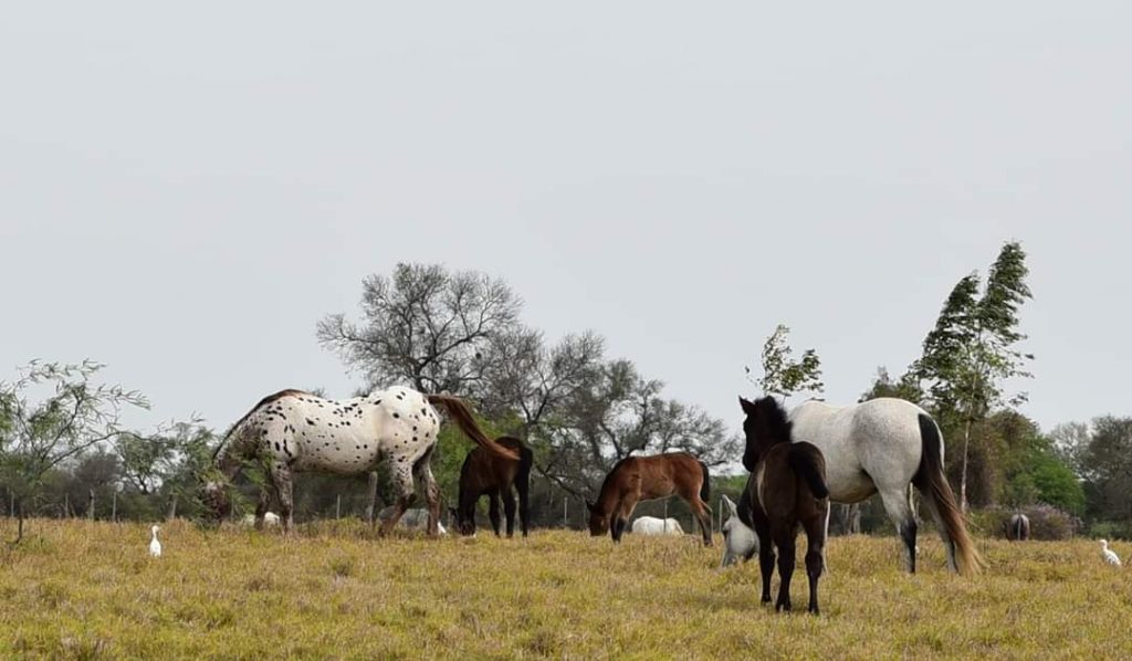 Miércoles con clima cálido y precipitaciones dispersas Miércoles con clima cálido y precipitaciones dispersas