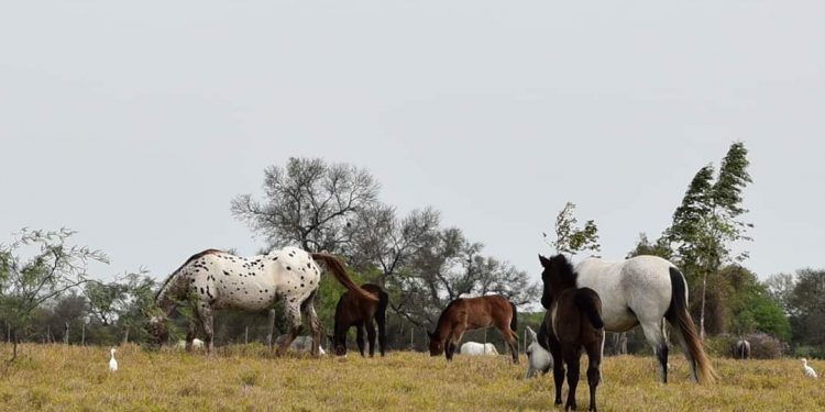 Miércoles con clima cálido y precipitaciones dispersas Miércoles con clima cálido y precipitaciones dispersas