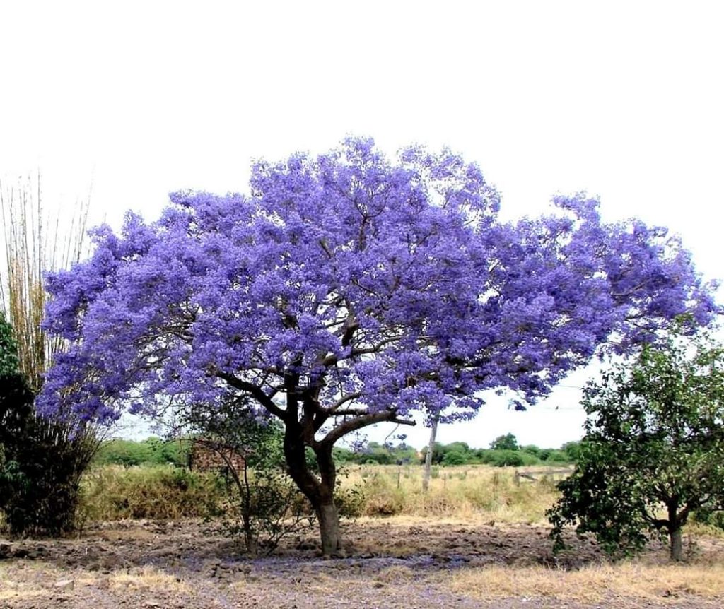 Para hoy se espera un día frío a cálido con vientos del noreste