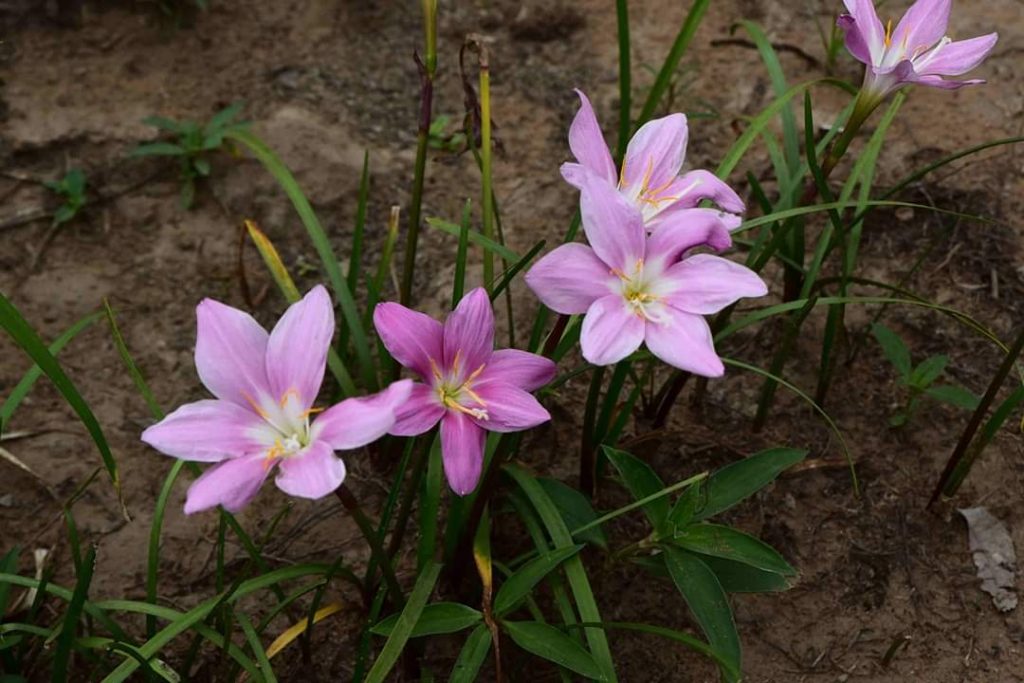 Se espera día caluroso y descenso de temperatura desde la noche