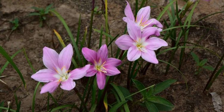 Se espera día caluroso y descenso de temperatura desde la noche Se espera día caluroso y descenso de temperatura desde la noche