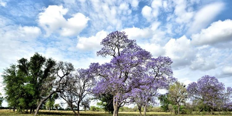 Se pronostica viernes con buen tiempo y una temperatura máxima de 28 grados Se pronostica viernes con buen tiempo y una temperatura máxima de 28 grados