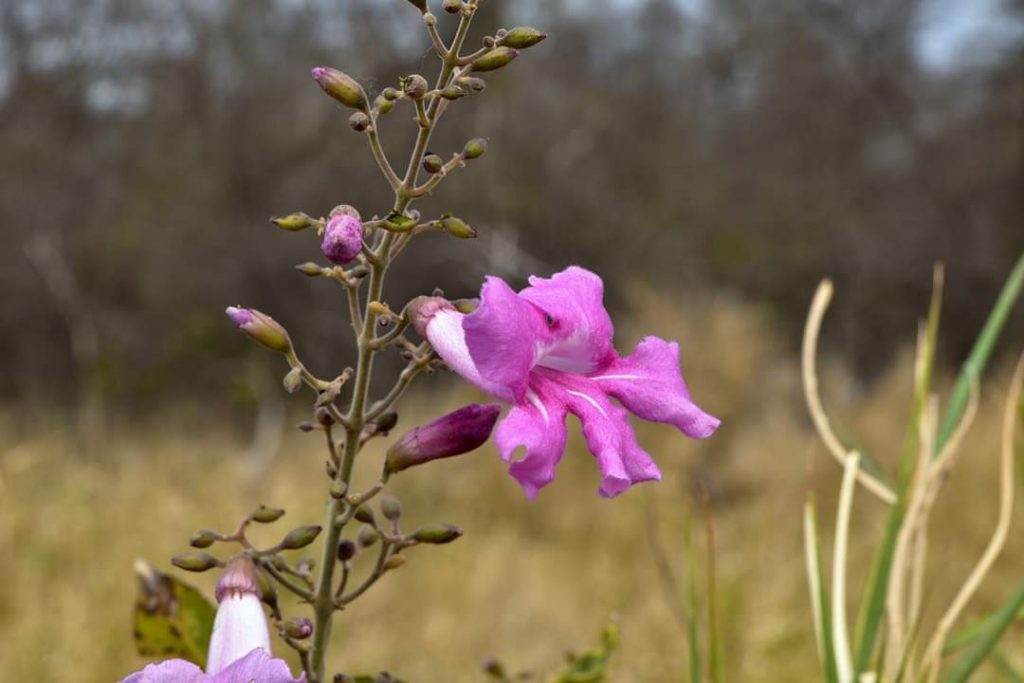Para hoy martes se anuncia un día cálido con algunas precipitaciones