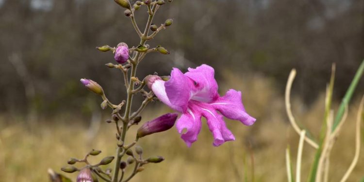 Para hoy martes se anuncia un día cálido con algunas precipitaciones