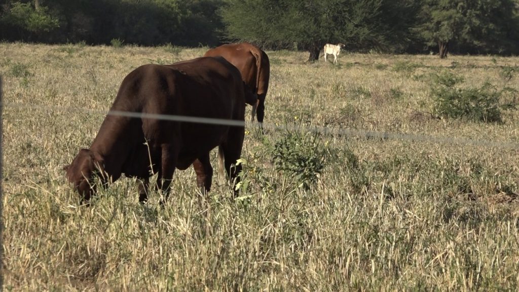 Complicado panorama: Productores del Chaco preocupados ante la falta de lluvias
