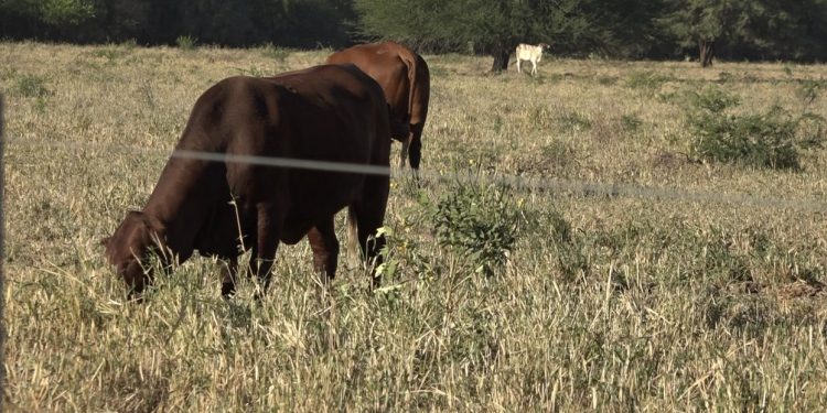 Complicado panorama: Productores del Chaco preocupados ante la falta de lluvias
