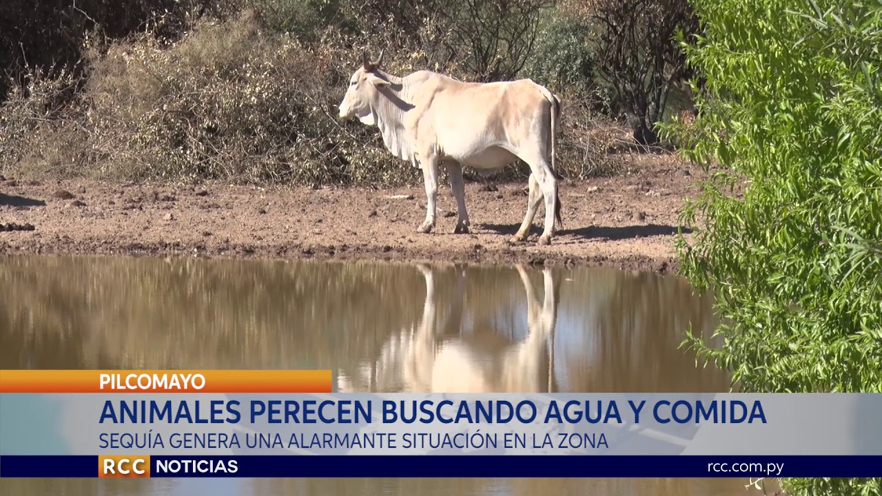 ANIMALES MUEREN EN BUSCA DE AGUA Y COMIDA EN EL CHACO PARAGUAYO