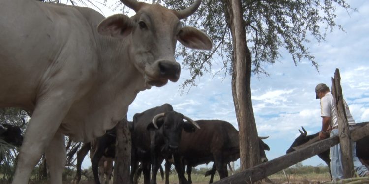 Campo Aceval: la pandemia y la sequía tiene contra las cuerdas a los productores lácteos