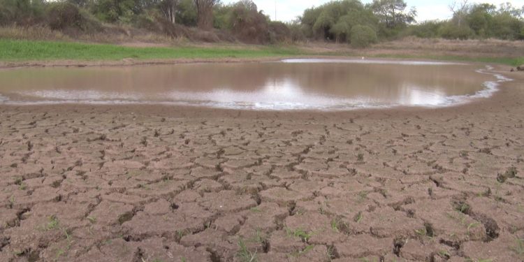 Así se mantiene la comunidad indígena Casuarina pese a la sequía actual Así se mantiene la comunidad indígena Casuarina pese a la sequía actual