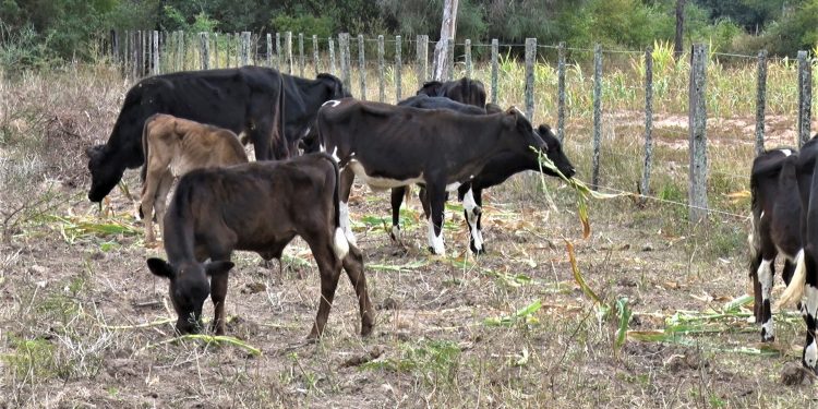 Histórico desplome: «Hay campos que están 100% vacíos, eso causa una sobreoferta a nivel de industria y los precios de ganado caen»