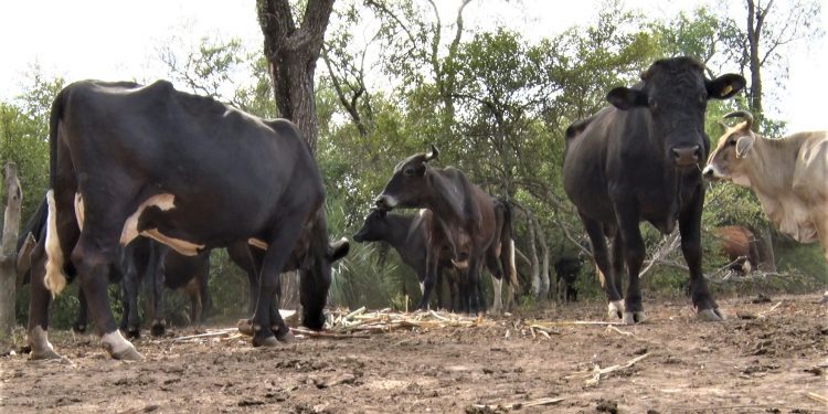 Campo Aceval: Productores afrontaron dos años de fenómenos extremos Campo Aceval: Productores afrontaron dos años de fenómenos extremos