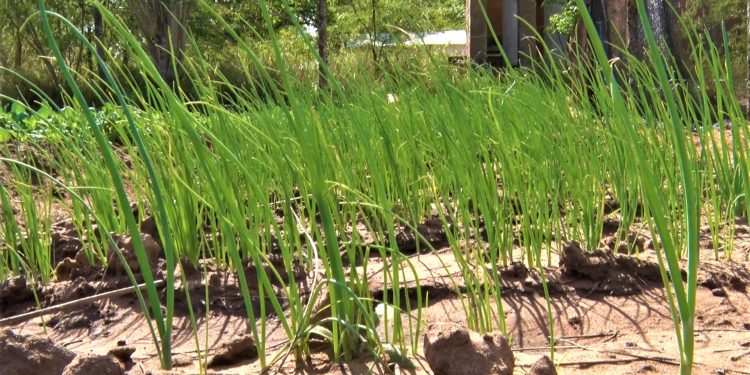 Con proyecto de autosustento buscan fortalecer huertas familiares en Casuarina