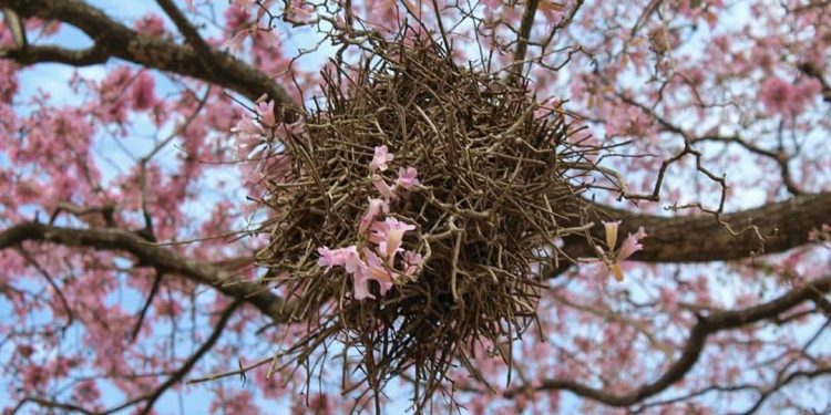 Anuncian tiempo frío con vientos del sur Anuncian tiempo frío con vientos del sur